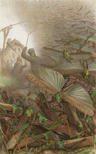 Swarm of Migratory Locusts by European School